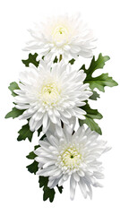 Chrysanthemum on transparent background, white background, isolated, flower, icon material, vector illustration