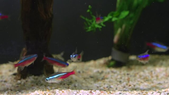 Close up Macro view of Neon Tetra and Galaxy Rasbora Danio Margaritatus Aquarium Fishes