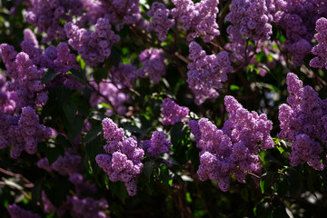 Branches of abundantly blooming lilacs in spring.
