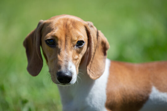 A dachshund is walking on a green lawn. A dog on a walk in summer.