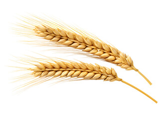 Golden Ear of Wheat, isolated on a transparent or white background