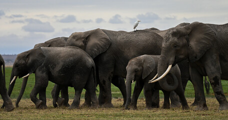 elephants herd in the savannah