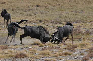 herd of wildebeest fighting