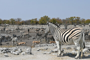 zebra in etosha water hole