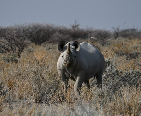 rhinoceros in etosha namibia