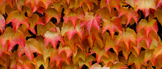 Banner. Autumn colors bright pink, yellow, green leaves of maiden grapes on wall in fall. Bright...