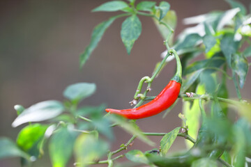 Red Chili on the Field in India

