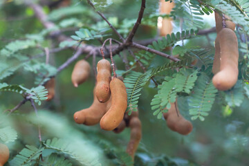 Sweet Tamarinds on the tree	

