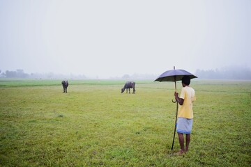 Agrarian Serenity: Buffaloes and Herder Amidst Farms