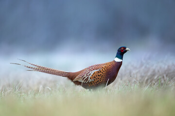Bird - Common pheasant Phasianus colchius Ring-necked pheasant in natural habitat wildlife Poland Europe