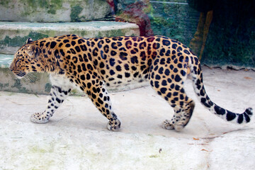 Amur Leopard.
The Far Eastern leopard, or Amur leopard is a predatory mammal from the cat family. A unique endangered species. There are no more than 125 individuals left on earth. - 678167938