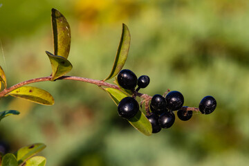 Black berries