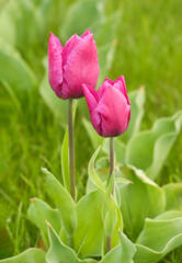Naklejka premium Beautiful pink, red tulips or Tulipa bloom in spring, flower meadow.