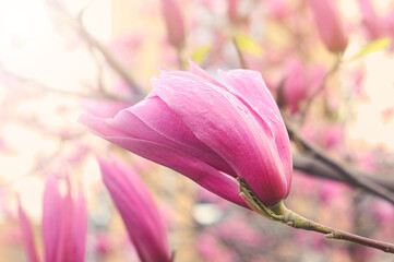 Pink magnolia (Magnoliaceae), blossoms in spring, beautiful spring flowers on sunny day.