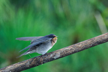 A Welcome Swallow perched on a branch early in the morning