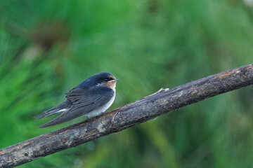 A Welcome Swallow perched on a branch early in the morning