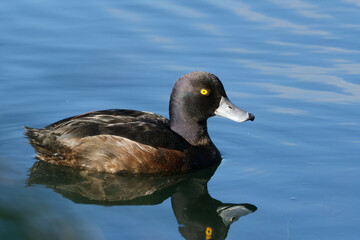 New Zealand Scaup in a lake on a beautiful morning