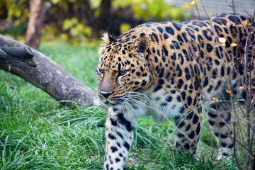 Amur Leopard.
The Far Eastern leopard, or Amur leopard is a predatory mammal from the cat family. A unique endangered species. There are no more than 125 individuals left on earth. - 678168969