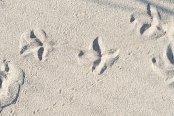 Fototapeta na wymiar Background, coastal. Unique footprint pattern in the sand. 
