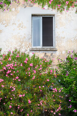 Fototapeta na wymiar Window of an old house in flowering bushes.