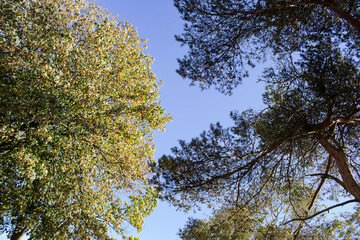 You need to look up sometimes to see the beauty that nature has created. The sun is shining and the trees are bathed in sunlight. Some are darkened and others are illuminated. Unsurpassed.