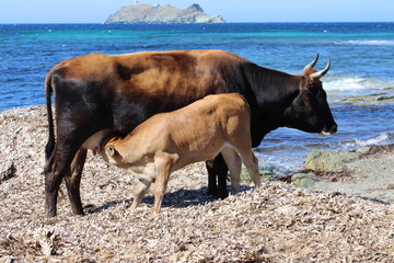 Pique-Nique en bord de plage