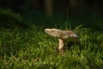 TOADSTOOL - Colorful mushroom in the autumn forest