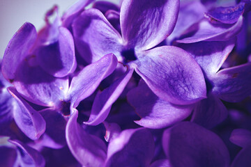 Macro image of spring lilac violet flowers