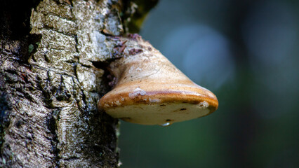 Mushroom on tree