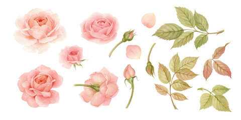 Watercolor big set of pink rose, leaves, buds and petals. Hand drawn with watercolors and pencils for your ideas and business.