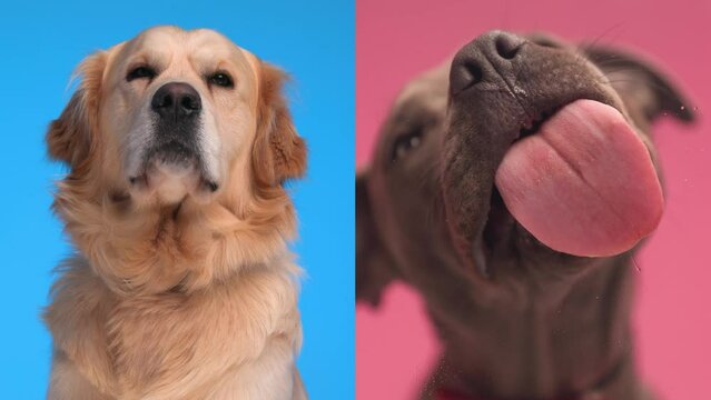 adorable golden retriever dog being jealous of his Amstaff friend licking transparent glass in a greedy way in front of pink background