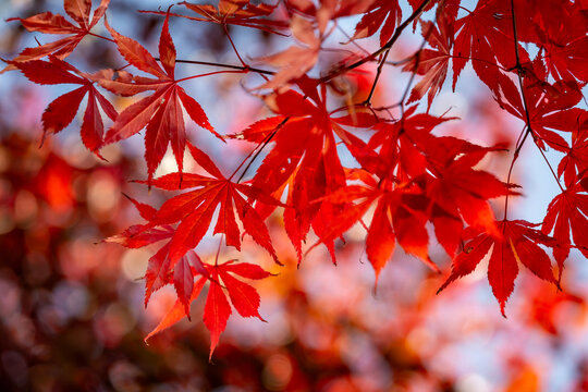 Vibrant leaves on a Japanese maple during autumn, with a shallow depth of field