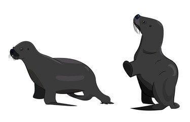 Vector e ilustración de dos focas. Dibujo de foca caminando y saludando.