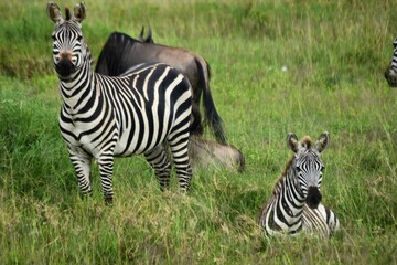 zebra in the grass