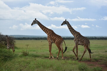 giraffe in the savannah