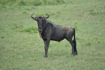 wildebeest in the grass