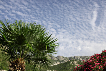 Beautiful landscape Palm tree, red oleander, mountains and beautiful sky