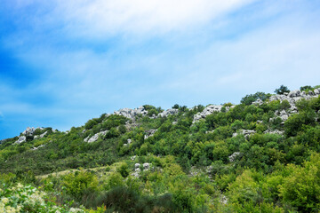Mountain slope, green shrub on rocks against the sky with clouds