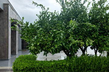 A large tree with green tangerines at home during the rain