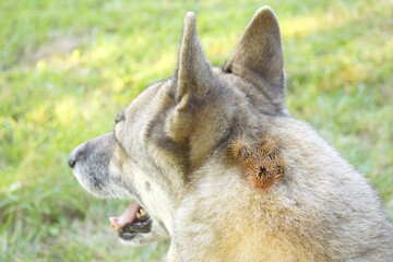 A thistle or burdock hangs from the dog's hair.