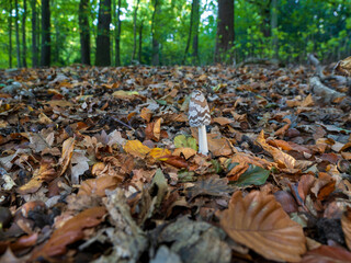 Magpie Inkcap on Woodland Floor