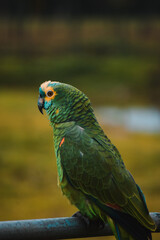 beautiful bird, macaw, parrot