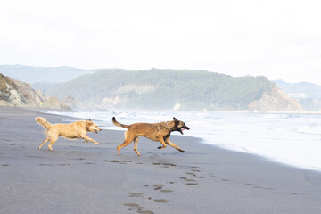 Dog running in the beach