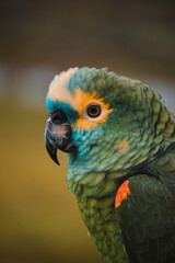 macaw parrot bird, beautiful bird