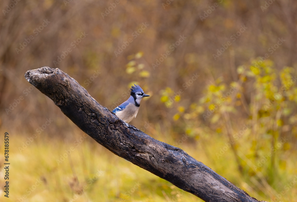 Wall mural Blue Jay (Cyanocitta cristata) perched on a branch on a beautiful autumn day in Canada