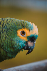 macaw parrot bird, beautiful bird
