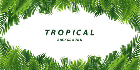 Fototapeta na wymiar coconut palm leaves tropical border background