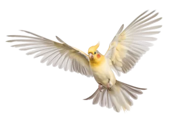 Dekokissen flying yellow quarrion, isolated background © FP Creative Stock