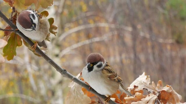 Two sparrows on an oak branch in the autumn forest.