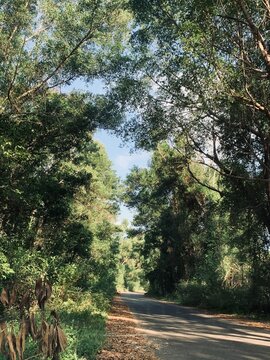 road in the woods at terengganu